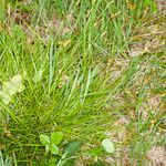 Carex leporina 整株植物