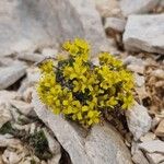 Draba lasiocarpa Цветок