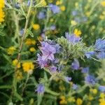 Echium vulgareBlüte