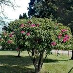 Rhododendron argyrophyllum Habit