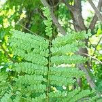 Cenostigma eriostachys Leaf