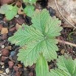 Potentilla grammopetala Hoja