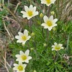 Anemone multifida Flower