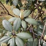 Rhododendron yakushimanum Leaf