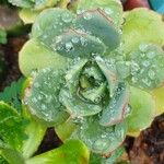 Aeonium valverdense 葉