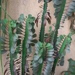 Euphorbia trigona Levél