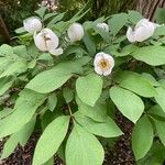 Paeonia obovata Habitus