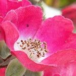 Rosa pendulina Flower