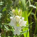 Misopates calycinum Λουλούδι