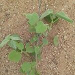 Abutilon indicum Blad