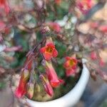 Kalanchoe manginii Цвят