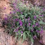 Astragalus missouriensis Staniste