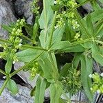 Valeriana dentata बार्क (छाल)