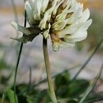 Trifolium occidentale Blomma