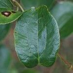 Smilax anceps برگ