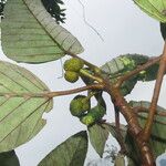 Coussapoa villosa Blad