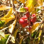 Berberis aetnensis Fruit