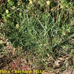 Armeria canescens Habitus