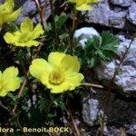 Geum reptans Habit