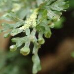 Hymenophyllum tenellum Leaf