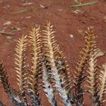 Raphia monbuttorum Flor