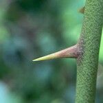 Smilax bona-nox Bark