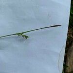 Carex pilosa ᱵᱟᱦᱟ