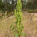 Rumex longifolius 花