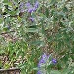 Caryopteris x clandonensis Other