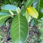 Prunus laurocerasus Feuille