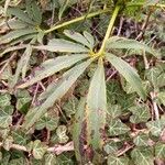 Helleborus foetidus Feuille