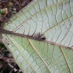 Cordia sprucei Leaf