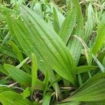 Plantago lanceolataFeuille