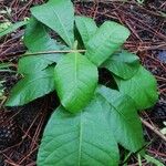 Vernonia brazzavillensis Hoja