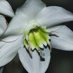 Eucharis amazonica Квітка