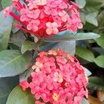Ixora chinensis Blüte