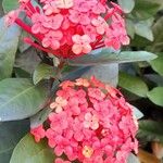 Ixora chinensis Květ