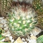 Mammillaria bombycina ᱛᱟᱦᱮᱸ