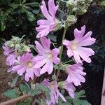 Malva thuringiaca Flower