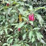 Fuchsia boliviana Hábito