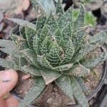 Aristaloe aristataЛист