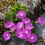 Primula hirsuta Cvet