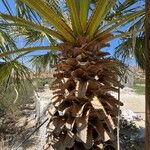 Washingtonia filifera چھال