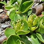 Salix serpillifolia Blomma