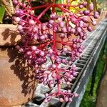 Medinilla magnifica Fruit