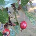 Crataegus rhipidophylla Άλλα