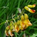 Astragalus penduliflorus Λουλούδι