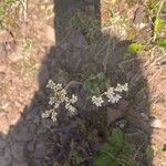 Micranthes virginiensis Flower