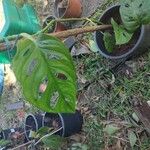 Monstera adansoniiЛисток