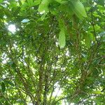 Syzygium malaccense ഇല